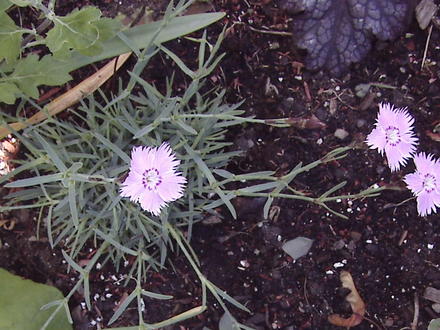 Bath's Cheddar Pinks (Dianthus 'Bath's Pink')