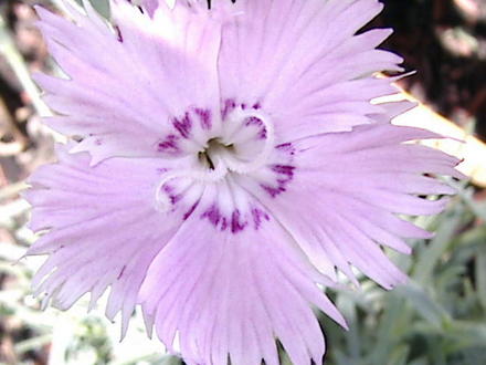 Pinks (Dianthus 'Bath's Pink')