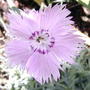 2008-07-04_007pink_sqd