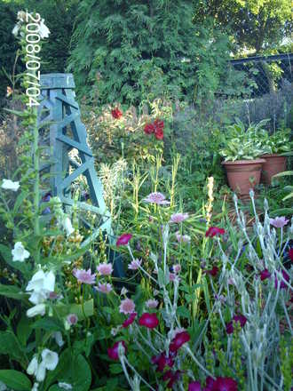 More Astrantia (Astrantia major)