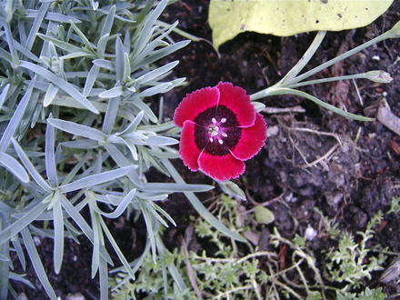 Eastern Star Pinks (Dianthus 'Red Dwarf')