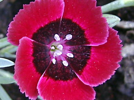Red pinks (Dianthus 'Red Dwarf')