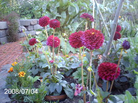 Dahlia 'Natal' (Dahlia)