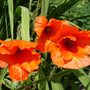 Field Poppy