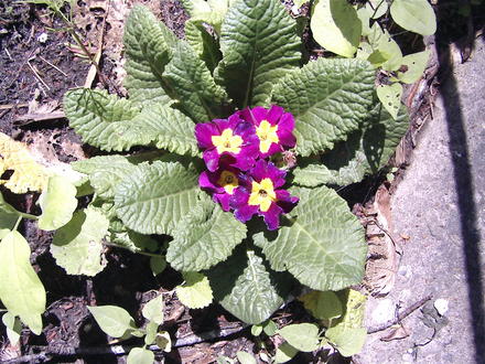 Primroses are still blooming (Primula vulgaris)