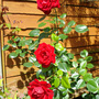 Roses