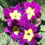 Primroses (Primula vulgaris)