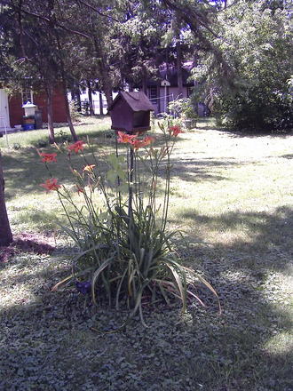 Daylilies around one of the feeders (Hemerocallis fulva (Chin Chen TsAi))