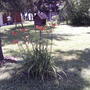 Daylilies around one of the feeders (Hemerocallis fulva (Chin Chen TsAi))