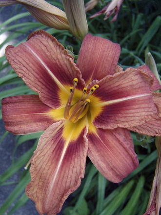 Daylily bloom (Hemerocallis fulva (Chin Chen TsAi))