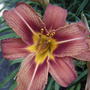 Daylily bloom (Hemerocallis fulva (Chin Chen TsAi))