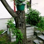 For Flcrazy (Campsis radicans (Seem))