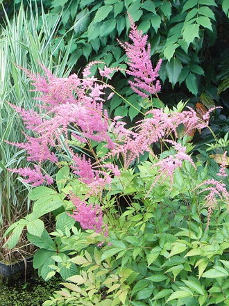 Astilbe -1 (Astilbe)