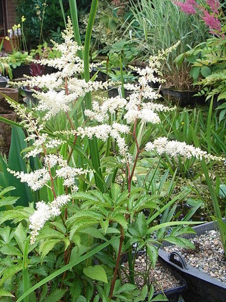 Astilbe -2 (Astilbe)