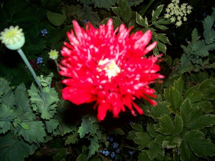 Poppy at night (Papaver somniferum (Opium poppy))