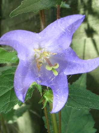 Campanula_trachelium_-_blue_form.jpg (Campanula trachelium)