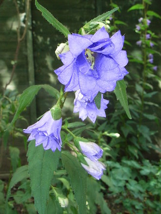 Campanula_trachelium_-_double_blue_form.jpg (Campanula trachelium)