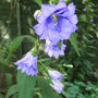 Campanula trachelium