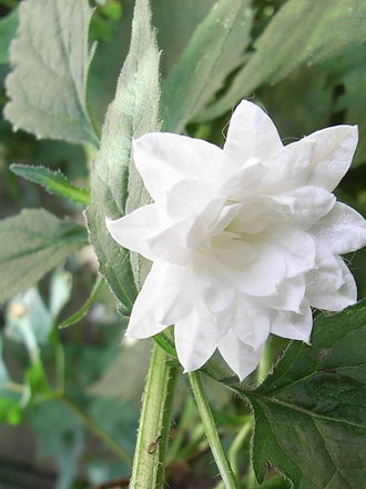 Campanula_trachelium_-_double_white_form.jpg (Campanula trachelium)