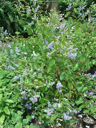 Ceanothus 'Gloire de Versailles' (Ceanothus 'Gloire de Versailles')