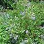 Ceanothus__gloire_de_versaillies_