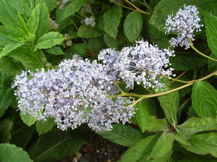 Ceanothus 'Gloire de Versailles' - close-up (Ceanothus 'Gloire de Versailles')