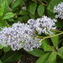 Ceanothus__gloire_de_versailles__-_close-up