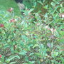 Lonicera periclymenum 'Belgica' (Lonicera periclymenum)