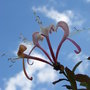 Lonicera periclymenum