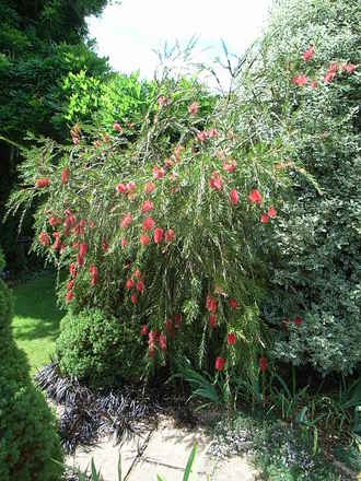 Callistemon linearis (Callistemon linearis)