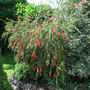 Callistemon linearis