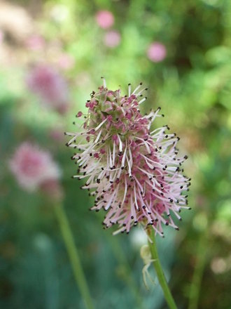 Sanguisorba officinalis (Sanguisorba officinalis)