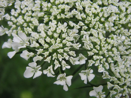Daucus Carrota,  Queen Anne's Lace