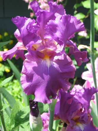 Cranberry Ice (Iris germanica (Orris))