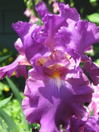 Iris (Iris germanica (Orris))