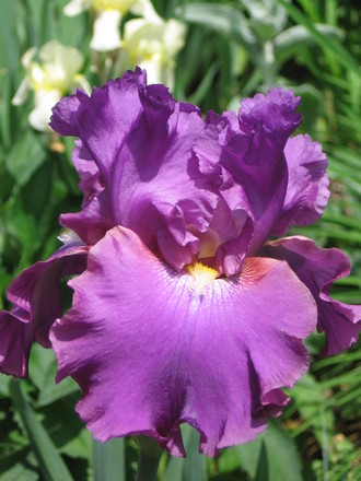 Iris Cranberry Ice (Iris germanica (Orris))