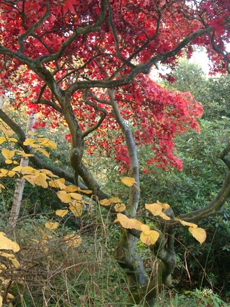 Japanese acer