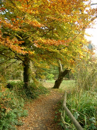 Autumn trees
