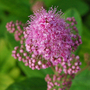 Pink flower on bush in my front garden