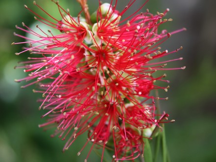 bottlebrush