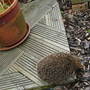 Visitor(hedgehog)!