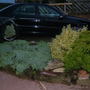 My garden