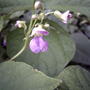 Green beans are in bloom