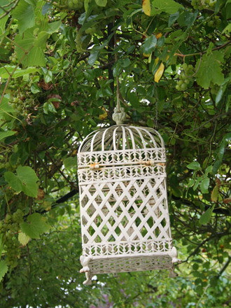 lantern_amongst_vine.jpg