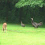 Hen_poult_look_alike_dry_wet_feathers_fawn_7-04-08_exc_sm