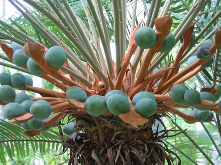 Cycas calcicola (Cycas calcicola)