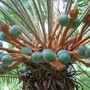 Cycas calcicola