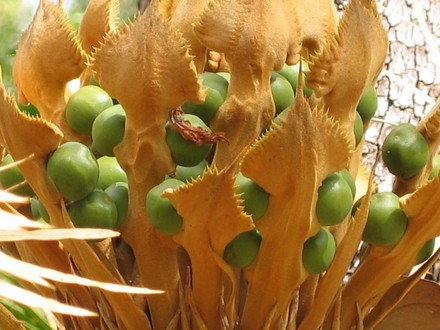 Cycas calcicola (Cycas calcicola)