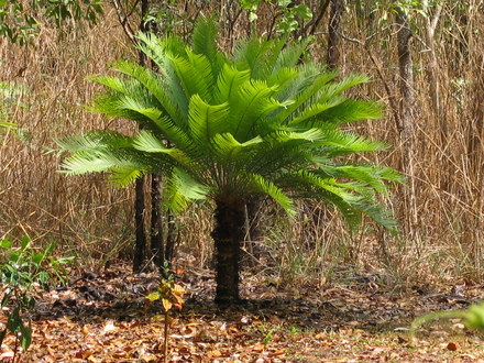Cycas amstrongii (Cycas amstrongii)