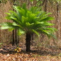 Cycas amstrongii